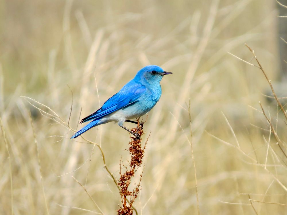 Stunning blue male Mountain Bluebird