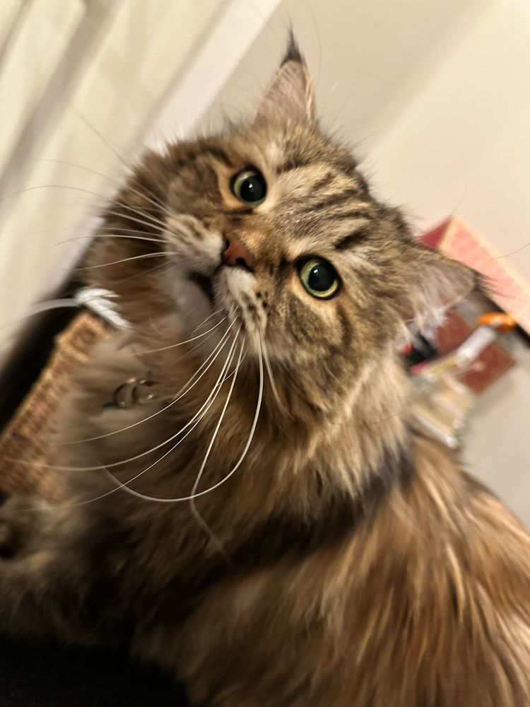 Fluffy Siberian cat sits on a chair arm and looks at the camera. 