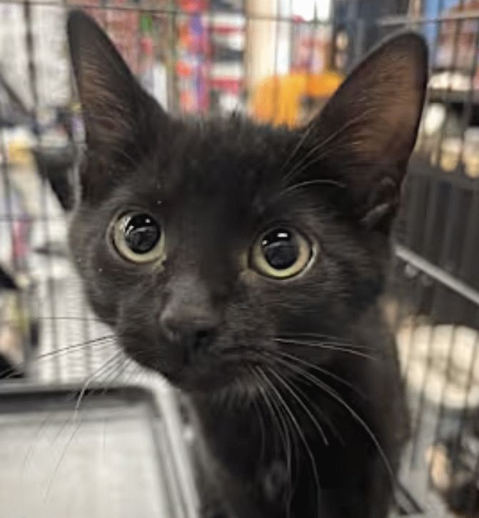Close-up of a black kitten's face.