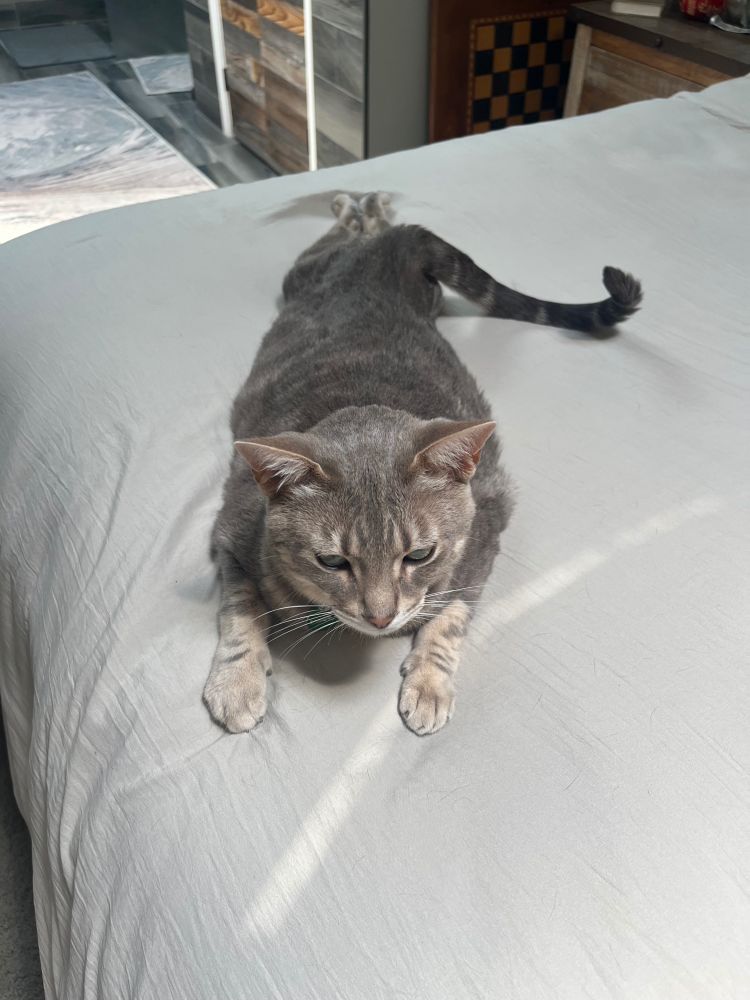 My sinister professor has assigned me 280 pages of readings for 4 days and I am halfway through. It is so boring. I will die with my integrity intact despite how much of a burden it may be. 
I never thought of myself as a perfectionist, but ever since my mother asked me if it was the case, I haven’t been able to deny it outright. I would like for it to not be true. One day I will be able to express this, perhaps through my dream of creating an incredible rpg. I lowkey will not be able to do anything else for a whole week and I do not wish to choke this. I must do good on this college class and maintain my grades. I want to have the freedom to go to any college that is affordable without the fear of being rejected. 
I know it is okay to fail. I know that I can live a happy life if I coast off of C’s. I’m not quite sure what drives me. 