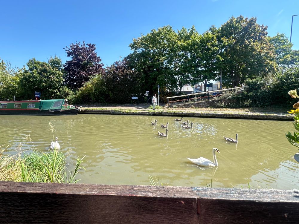 Two swans and 6 cygnets on the Grand Union Canal. In the background a green barge with red paint around the windows, tow path and the ramp access from the road. 