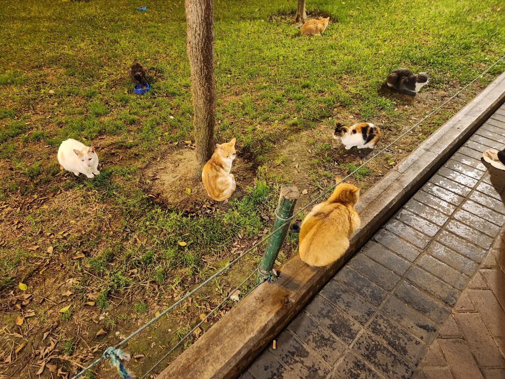 Cats in Parque Kennedy, July 2025