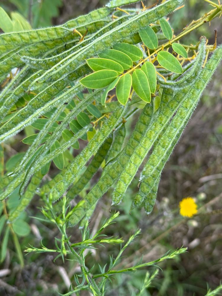 A mass of seed pods on a wild senna plant.