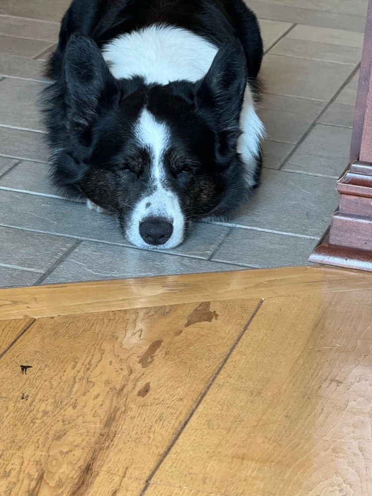Closer face shot of a black, white, and brindle Cardigan Welsh Corgi sleeping on a kitchen floor.