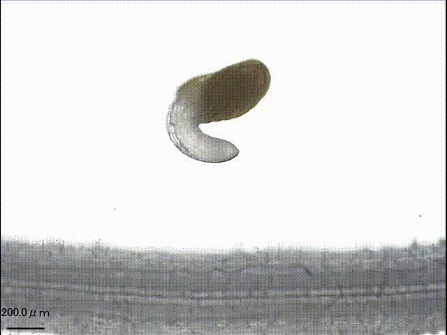 Striga germination and host attachment video from Yoshida, 2009, NewPhytologist