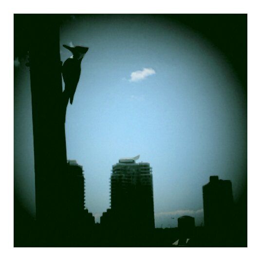 Another bird silhouette/Blue Jay