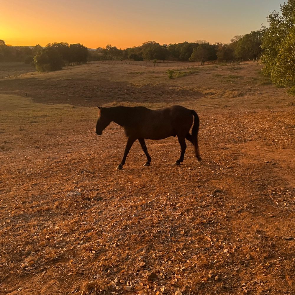 Ao centro da imagem um cavalo preto, a terra é vermelha. No findo da paisagem se encontram árvores com céu alaranjando