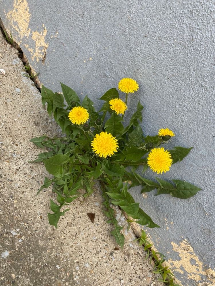 Yellow dandelions growing from concrete.