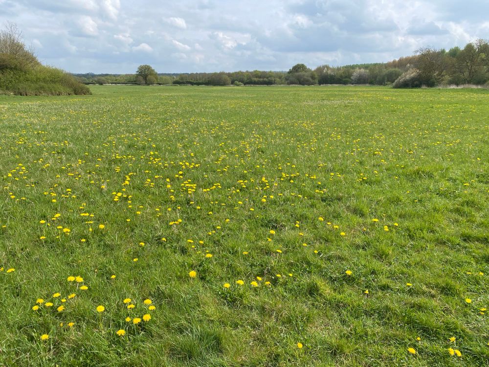 A large meadow of grass and bright yellow dandelion flowers. Trees just coming into leaf border the meadow. Patchy cloud