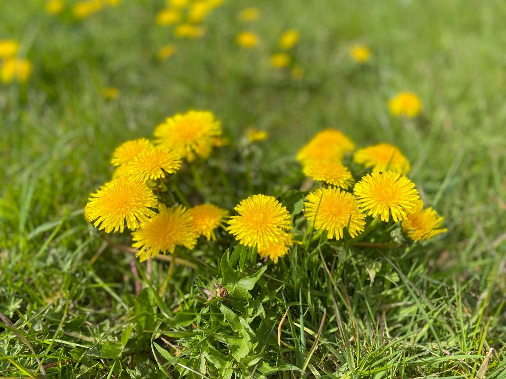 A close up circle of bright yellow dandelion flowers in short green grass