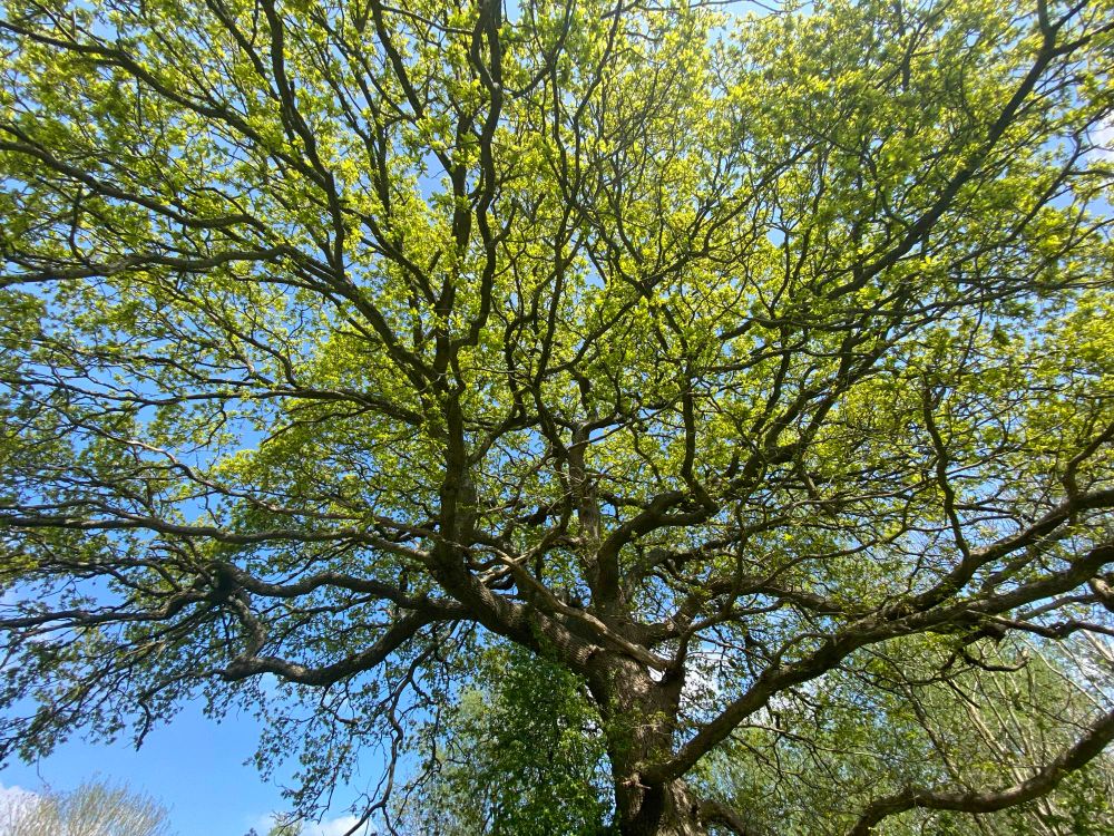 Broad tree canopy with new green leaves against a blue sky