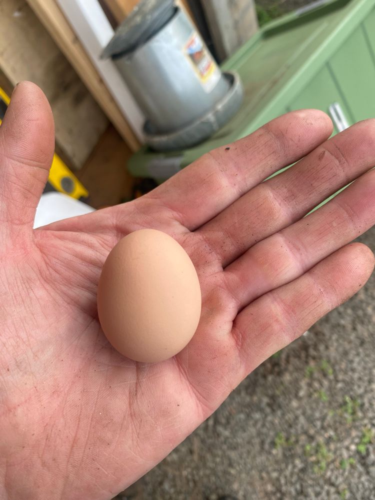 Here is a picture of her second fairy egg. 