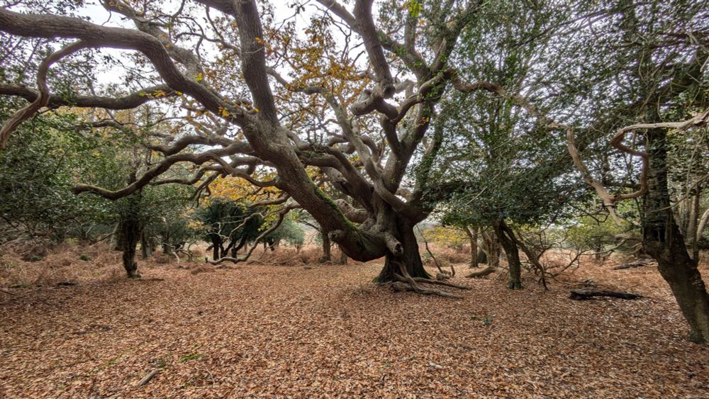 Autumn in the forest, leaves on the ground under a magnificent pollarded old oak tree. 
