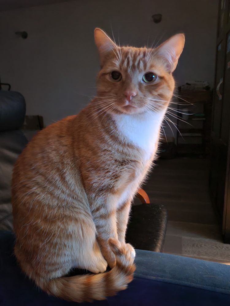 A gorgeous orange tabby sitting proper and looking at the camera. He has green gold eyes and a white bib of fur on his orange coat. 