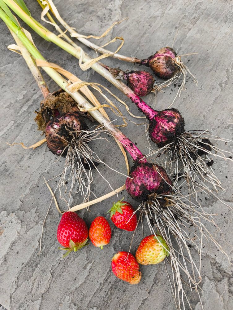 5, count them, 5 strawberries that survived the wildlife and 5 bulbs of garlic 