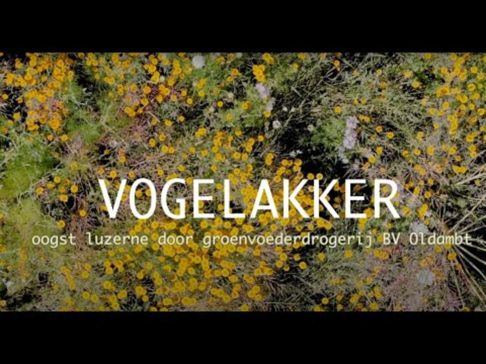Oogst luzerne door Groenvoederdrogerij BV Oldambt in Vogelakker - Reiderwolderpolder 1-7-2025.