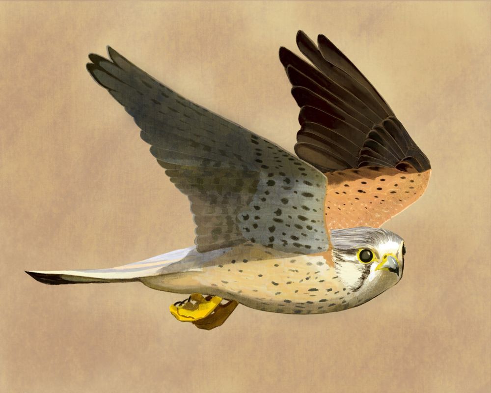 an american kestrel flying through a beige background 
