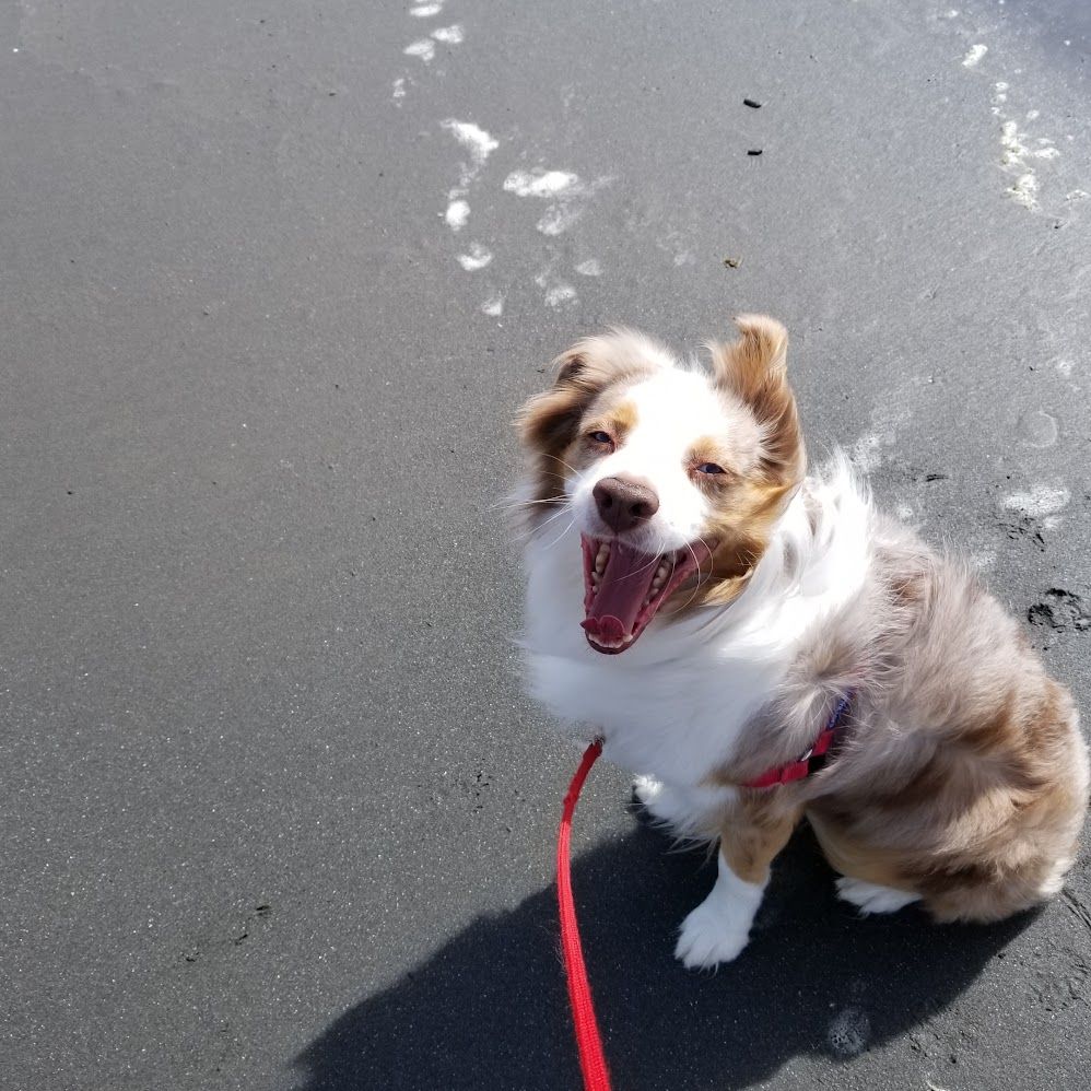 happy dog on the beach with mouth open