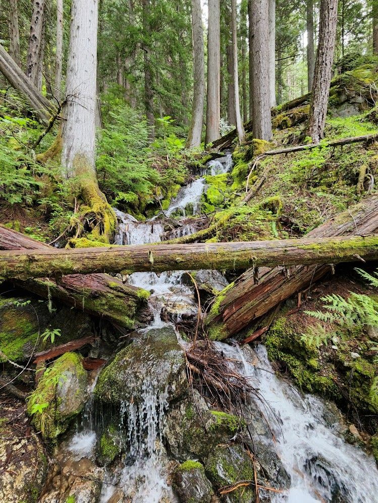 small waterfall with trees criss-crossed, ferns and moss galore