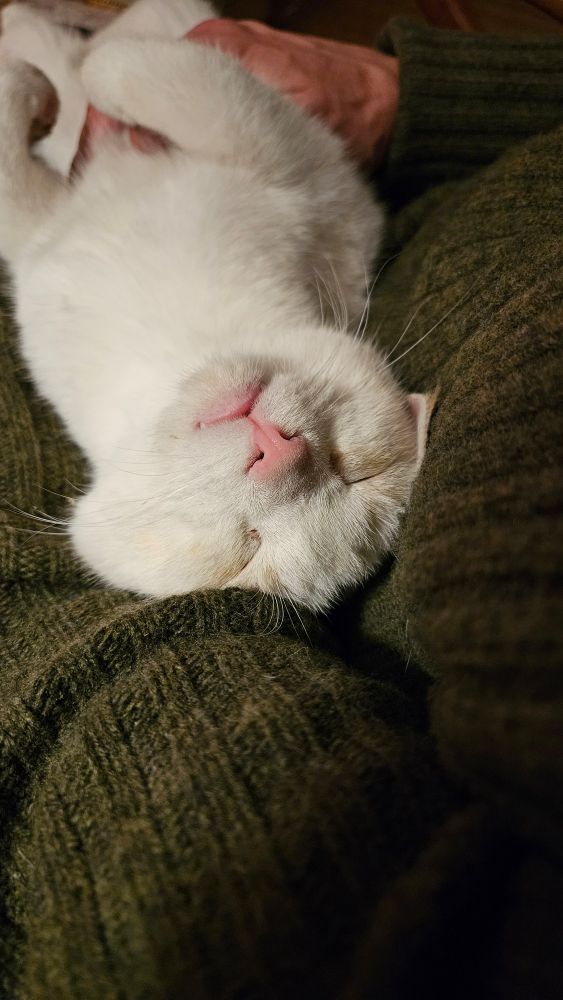 adorable white kitten with pink nose sleeping upside down on the lap of a person wearing a green sweater 