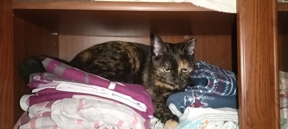 A photo of a black-and-orange cat, snuggled up among the blankets and pillowcases, stored in a cupboard - at that point open, as I was putting stuff inside. Her eyes are slightly downcast, which gives her a bit of a dejected look.