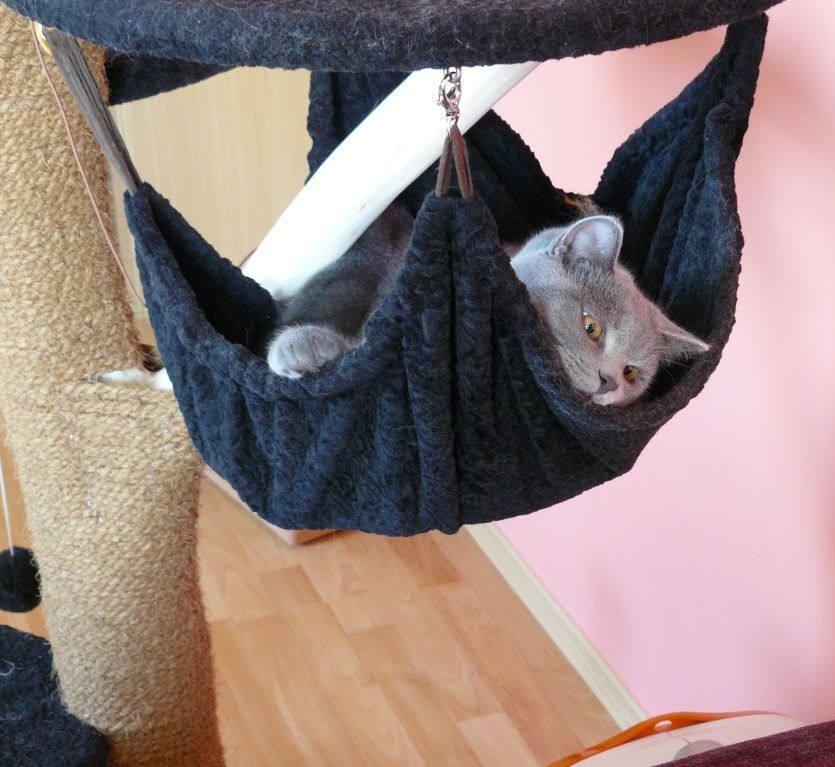 A photo of a grey British short hair cat in a hammock hanging on four hooks fastened to the bottom of a cat tree platform. His head is resting on the edge of the hammock, and one of his paws is visible grasping another edge.
