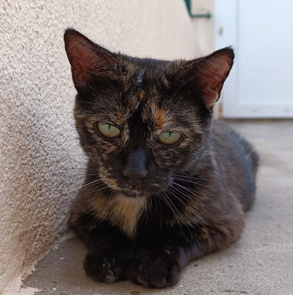 Chatte écaille de tortue