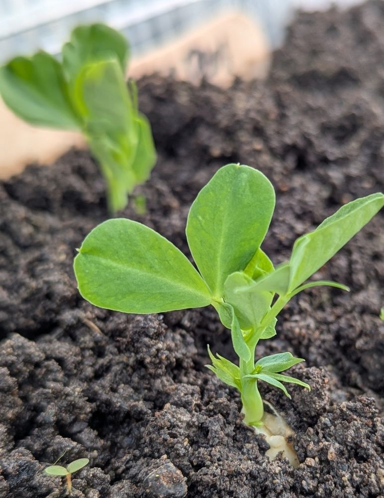 Pea plant seedlings 