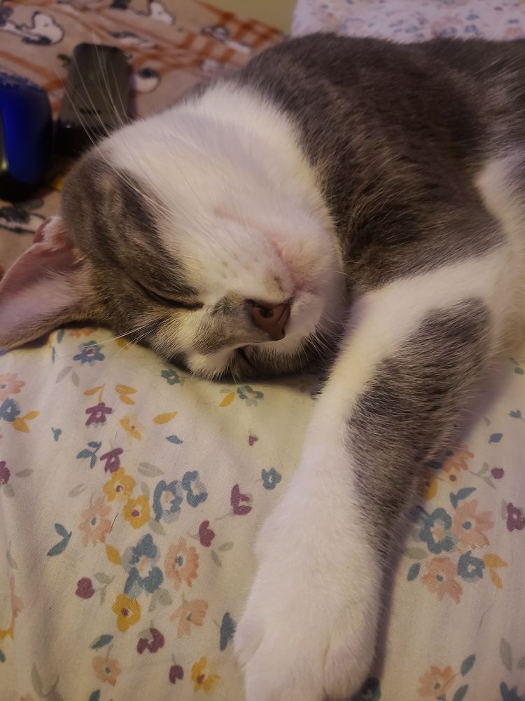 My cat, Granson. He is a gray and white shorthair tabby; asleep on a pillow with his fangs peeking out.