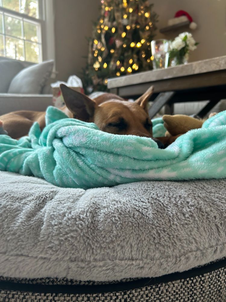 A dog laying down and sleeping on a blue snowflake blanket 