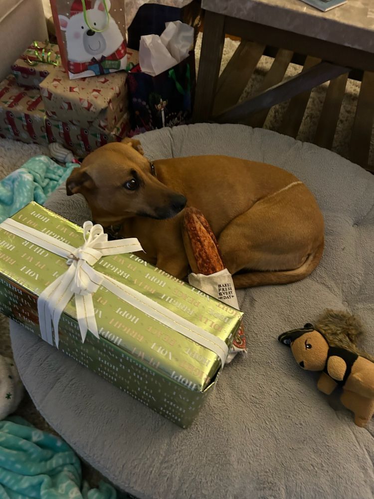 A dog laying on a dog bed with a toy baguette and squirrel, laying next to a present 