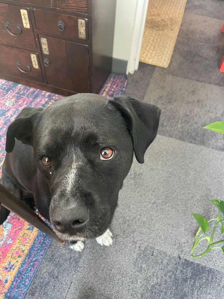 A big black mutt bats her sweet brown eyes up at camera from beside a desk.