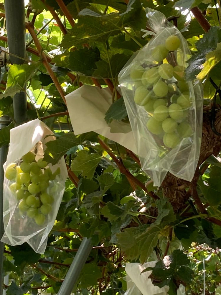 シャインマスカットがなっている