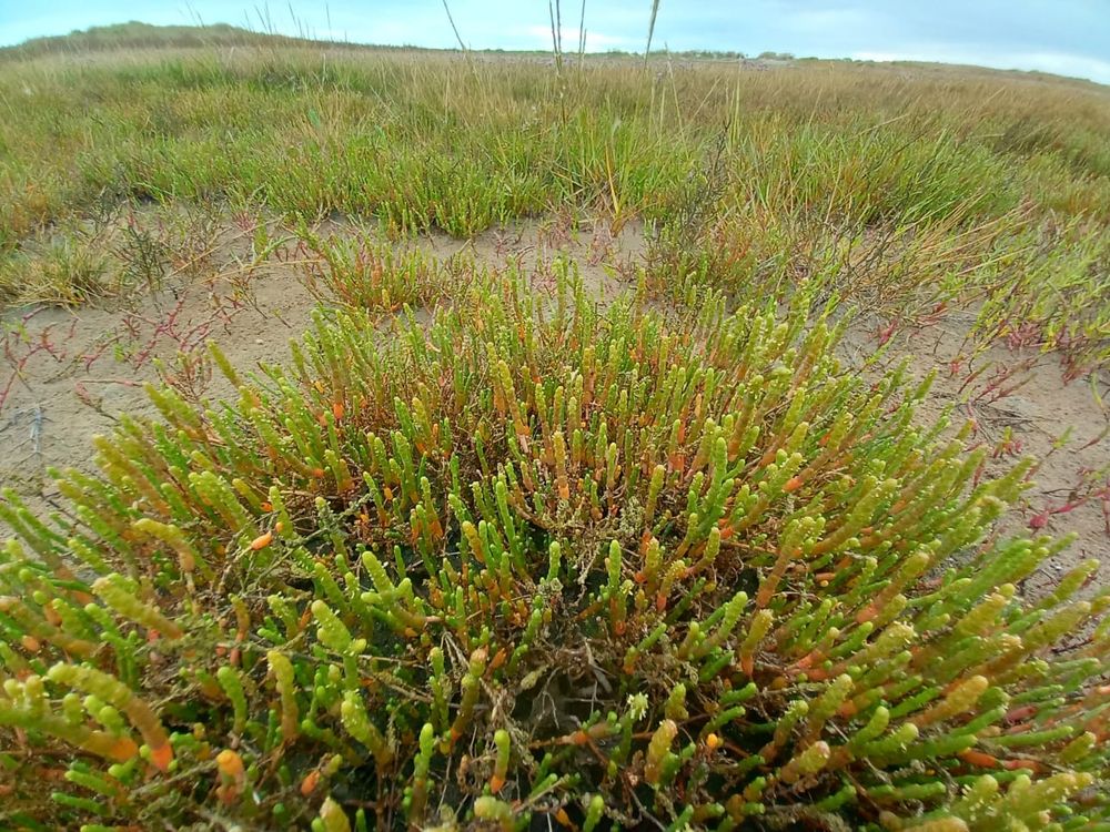 Sarcocornia perennis 