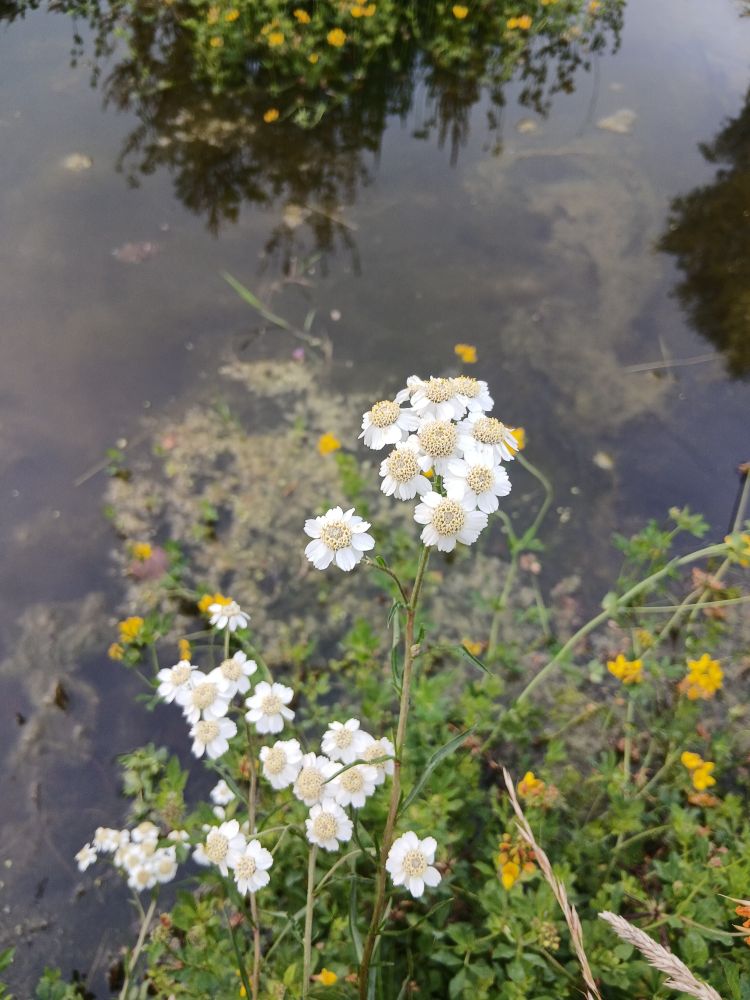 Sneezewort,  Achillea ptarmica