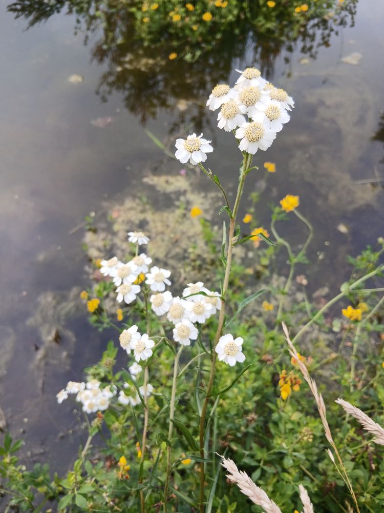 Sneezewort,  Achillea ptarmica