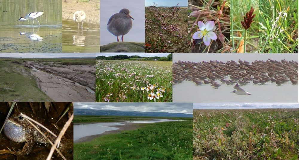 Saltmarsh species