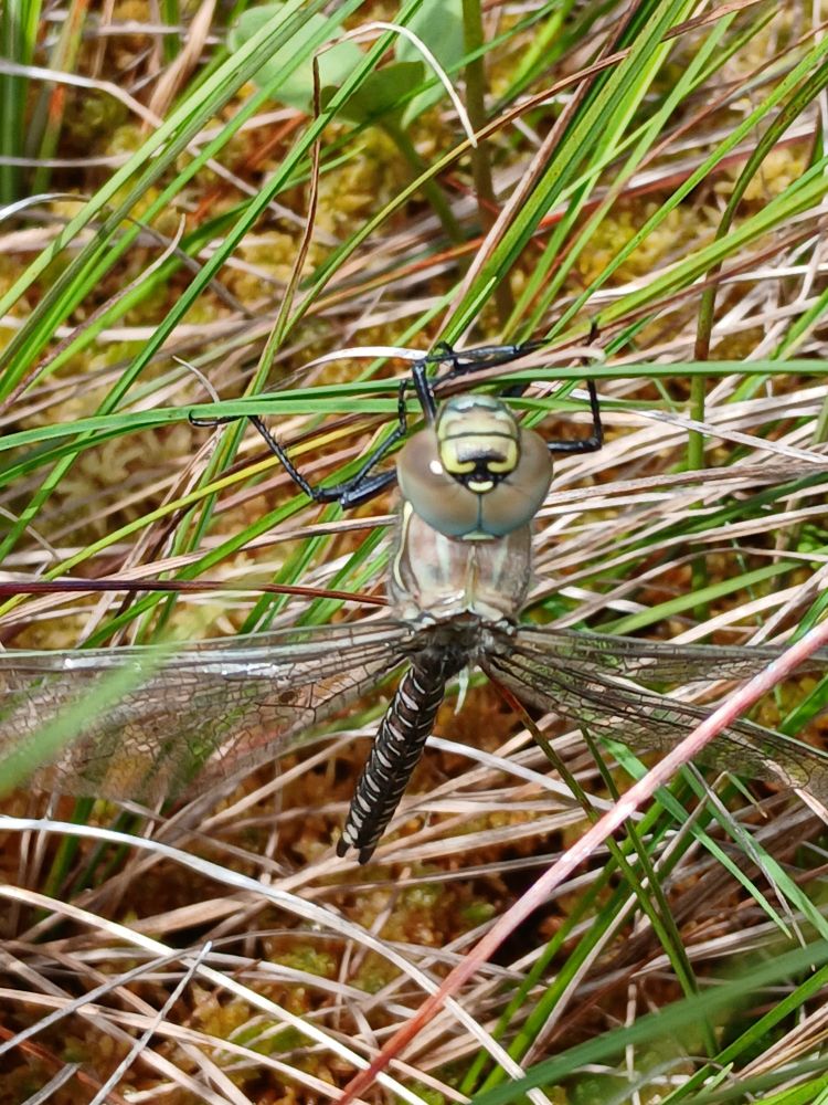 Common Hawker Dragonfly