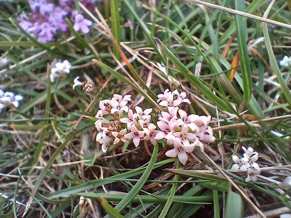 Squinancywort, Asperula cynanchica.