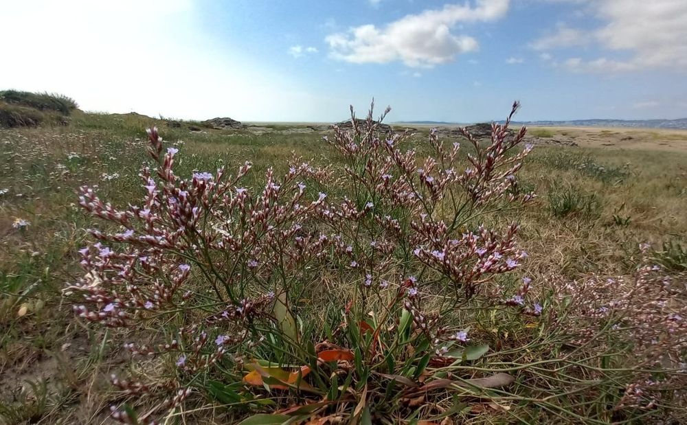 Saltmarsh