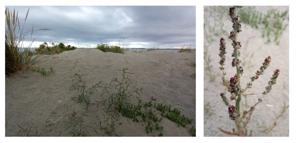 Atriplex littoralis