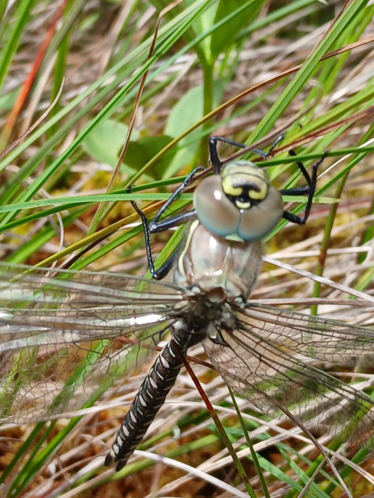 Common Hawker Dragonfly