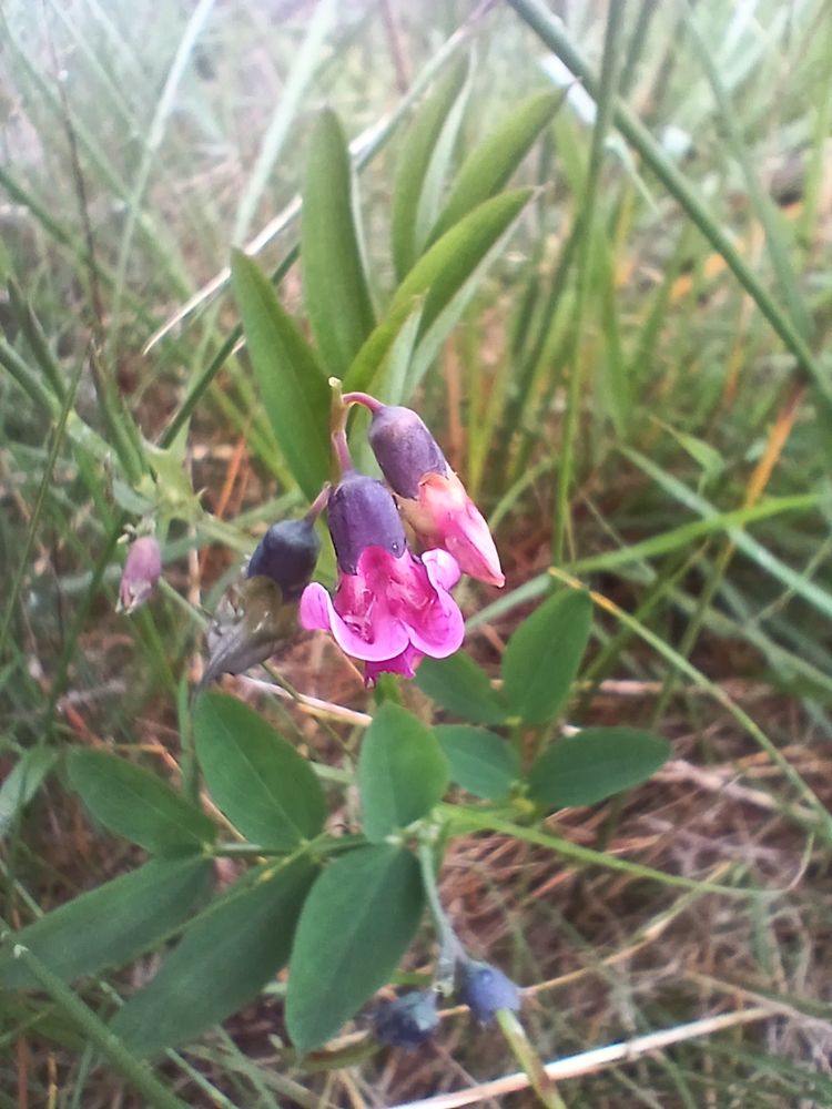 Bitter-vetch,  Lathyrus linifolius.