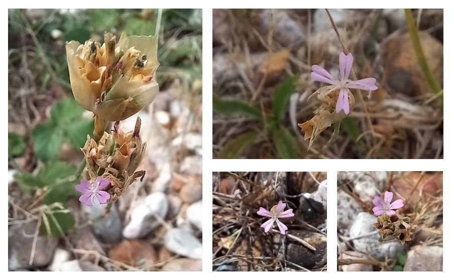 Childing Pink,
Petrorhagia nanteuilii