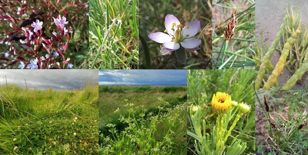 Saltmarsh flora