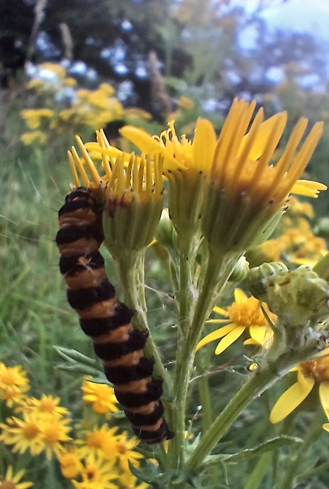 Cinnabar Moth caterpillar on Ragwort, Jacobaea vulgaris