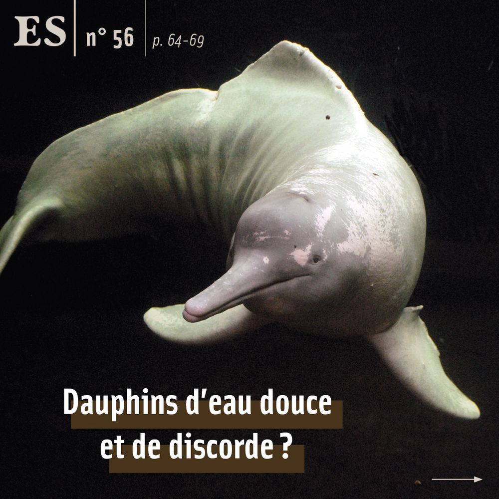 Inie de l’Orénoque (Inia geoffrensis humboldtiana). Cliché J.-P. Sylvestre/tous droits réservés