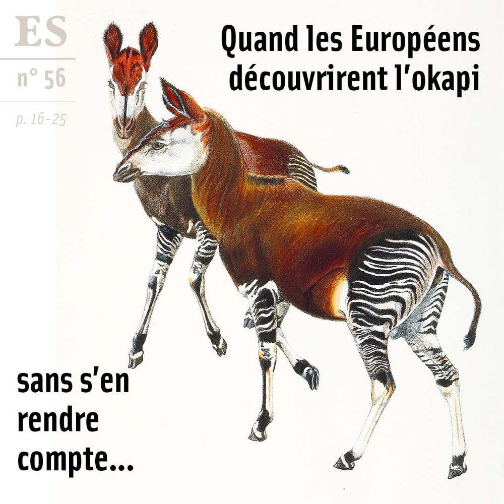 Aquarelle de Sir Harry Johnston représentant l’okapi d’après les restes et les descriptions fournies par l’officier Suédois Karl Eriksson/domaine public  