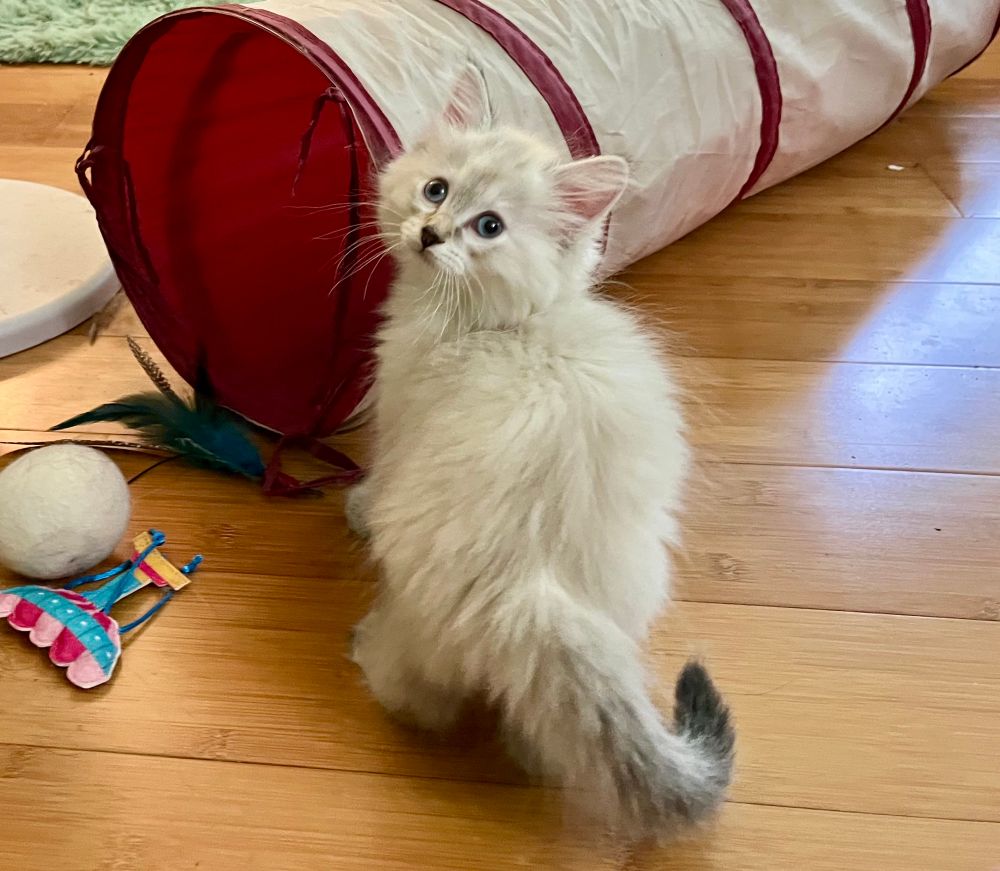 Dolly Purrton - our new Star