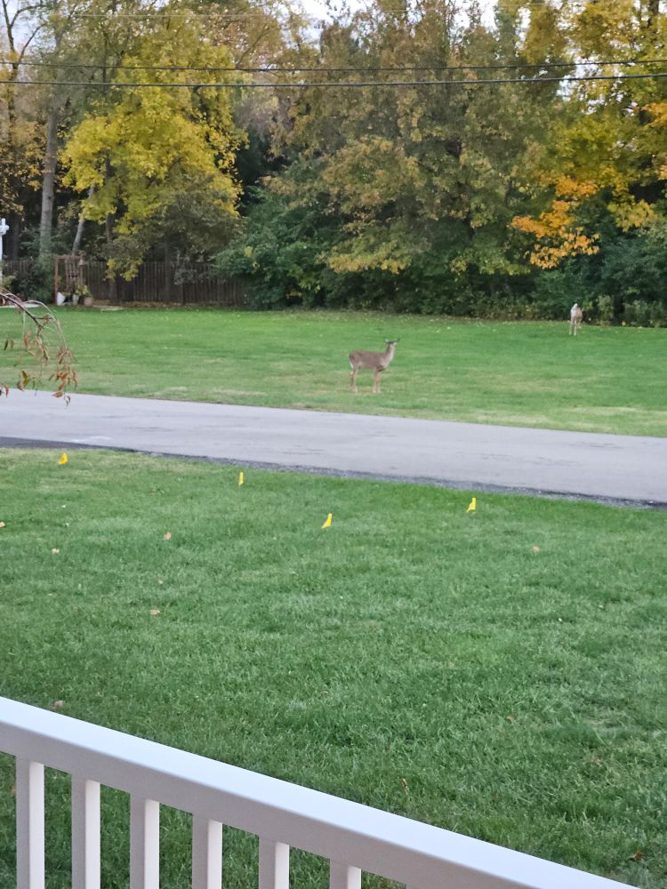 crummy photo of a couple deer in an empty lot across the street. one is running into the trees beyond, which you can mostly see by its white butt. 